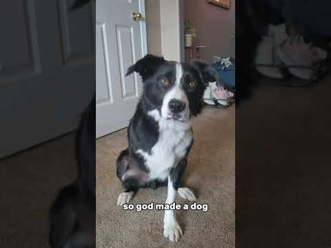 we don't deserve dogs