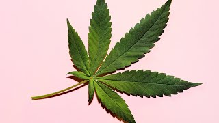 BEHIND THE SHITCOINS: The Cannabis Coin, Paragon