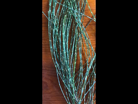 EatTheWeeds: Episode 163: Australian Pine