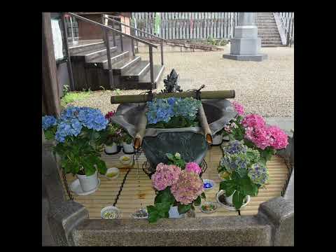  11月にアジサイを植えることはできますか？低木は寒さを恐れますか？  庭園