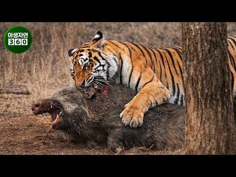 카메라에 포착된 가장 끔찍한 호랑이 공격 영상! 충격적인 실제 영상! | 동물의 왕국