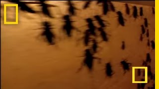 Insect Candy | National Geographic
