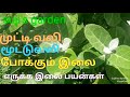 Erukku Illai Medicinal Benefits எருக்க இலை பயன்கள்