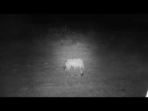 Djuma: Lone Hyena sniffing around - 04:24 - 05/20/21