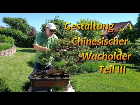 Bonsai-Gestaltung Chinesischer Wacholder - Teil III