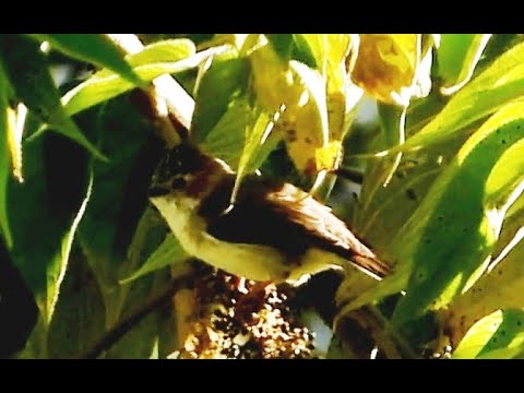 Juhina malochochlatá (Staphida castaniceps) — správanie, biotop a hlas