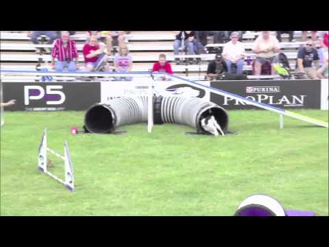 2013 IDC National Championships - Large Dog Agility