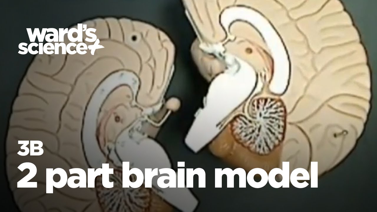 3B Two Part Brain Model