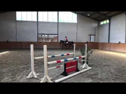 Cardento x Diamant De Semilly