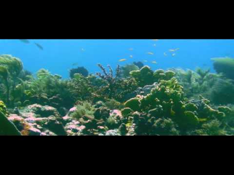 Scuba Diving Molasses Reef