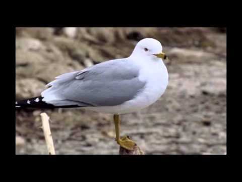 LONELINESS  in  ECSTASY