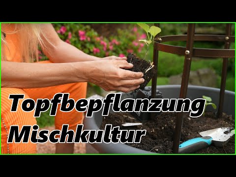 , title : 'Topfbepflanzung Mischkultur auf Balkon & Terrasse | Gute und schlechte Pflanzenpartner'