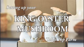King Oyster Mushroom Table Top Farm Set Up