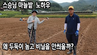 마늘농사 노하우 비닐 왜 안씌워요???