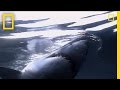 Great White Sharks | National Geographic