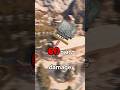 Stop Playing KAPKAN WRONG In Siege X