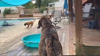 American Mastiff Puppies Videos