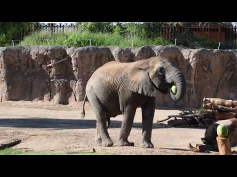 Watermelon Wednesday, The Elephants