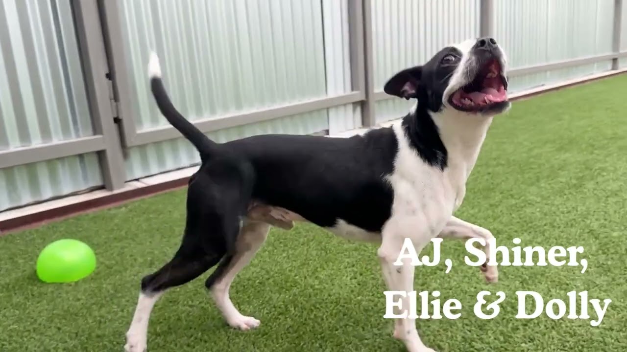 Enlarge Dolly, a ADOPTABLE mixed breed in San Antonio, TX video 5/5