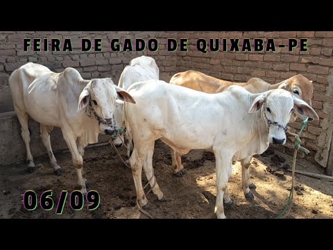 Feira de Gado de Quixaba-PE (06/09/26)
