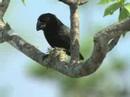 Galapagos: the finches (4/7)