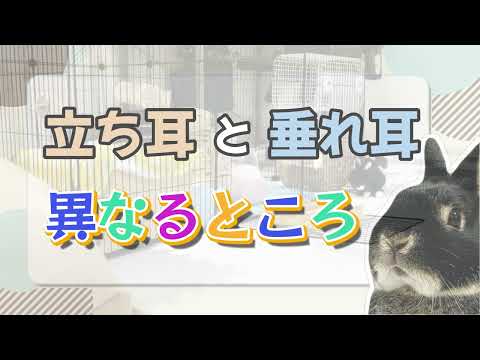 うちのウサギの耳はなぜ垂れているのですか?