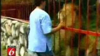 Huge Lion Hugs Rescuer