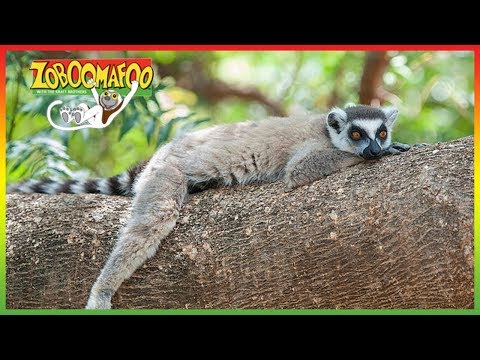 🌴 Zoboomafoo 251 | Green Creatures | Animal shows for kids | Full Episodes | HD 🌴