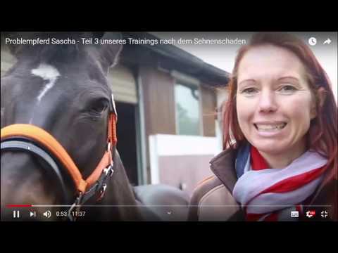 Unbelievable and irresponsible: Horse professional Sandra Schneider & problem horse Sascha React