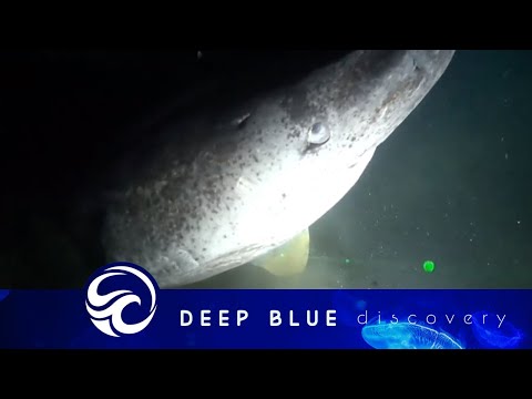 Rare, 500-year-old Greenland Shark caught on camera by scientists 🦈