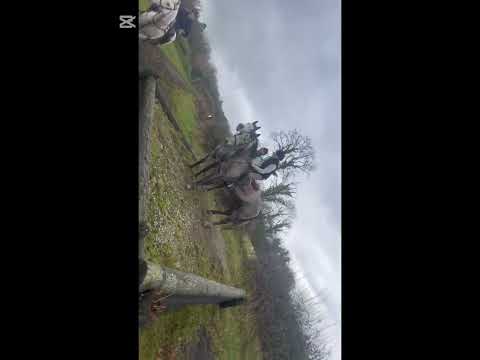 Smashing 16,1 Grey Gelding and 16,2 Grey Mare - Image 2