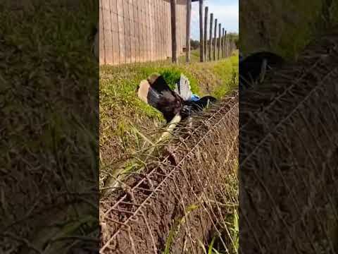 Des animaux sauvages et adorables pris en photo !