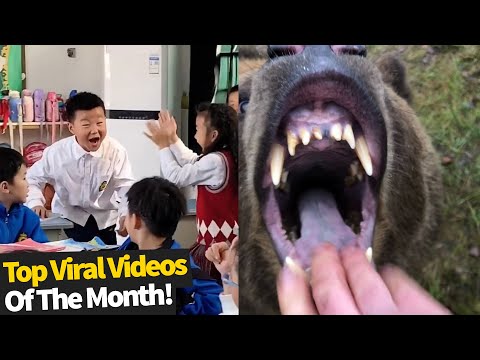 Top 40 Trending Videos Of The Month | Best Viral Videos November 2020