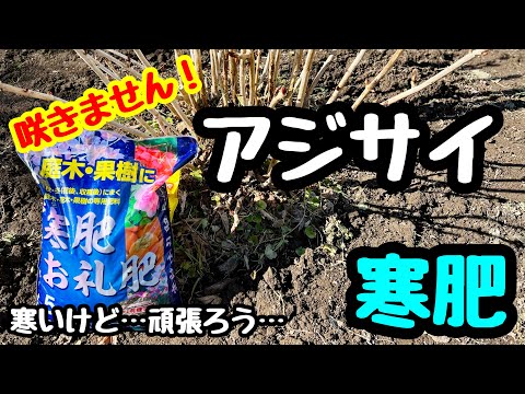 アジサイに最適な肥料は何ですか?開花を促進するには、肥料、コーヒーかす、または重炭酸塩でしょうか?  庭園