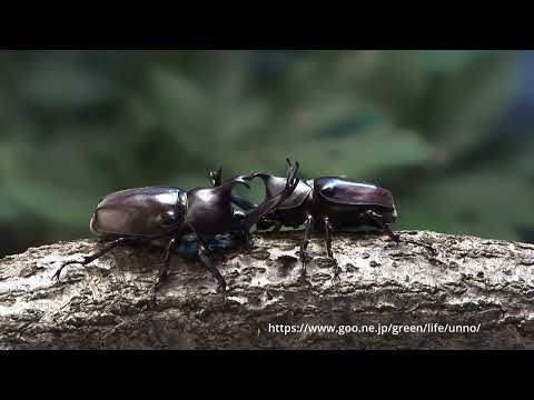 カブトムシの闘い