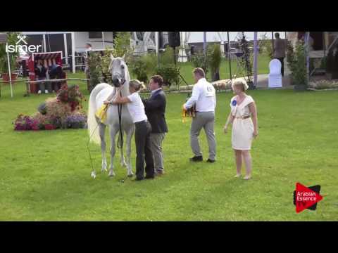 1 st place N.92 LAWRENCE EL GAZAL - Ströhen 2017 C-Show - Senior Stallions Championship (Class 19)