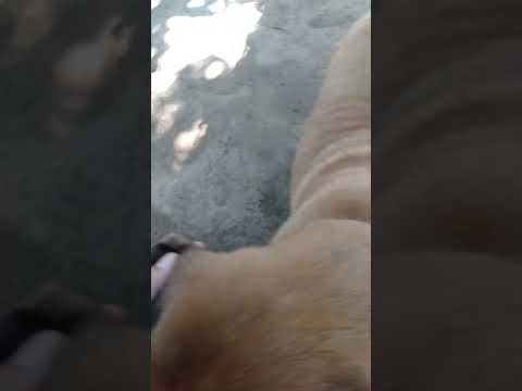 our pet chikie eating ticks