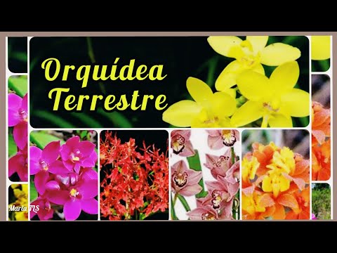 , title : 'TOP 20 nomes Orquídea Terrestre com fotos/colorir seu jardim #mariatls #terrestre #orquídea'