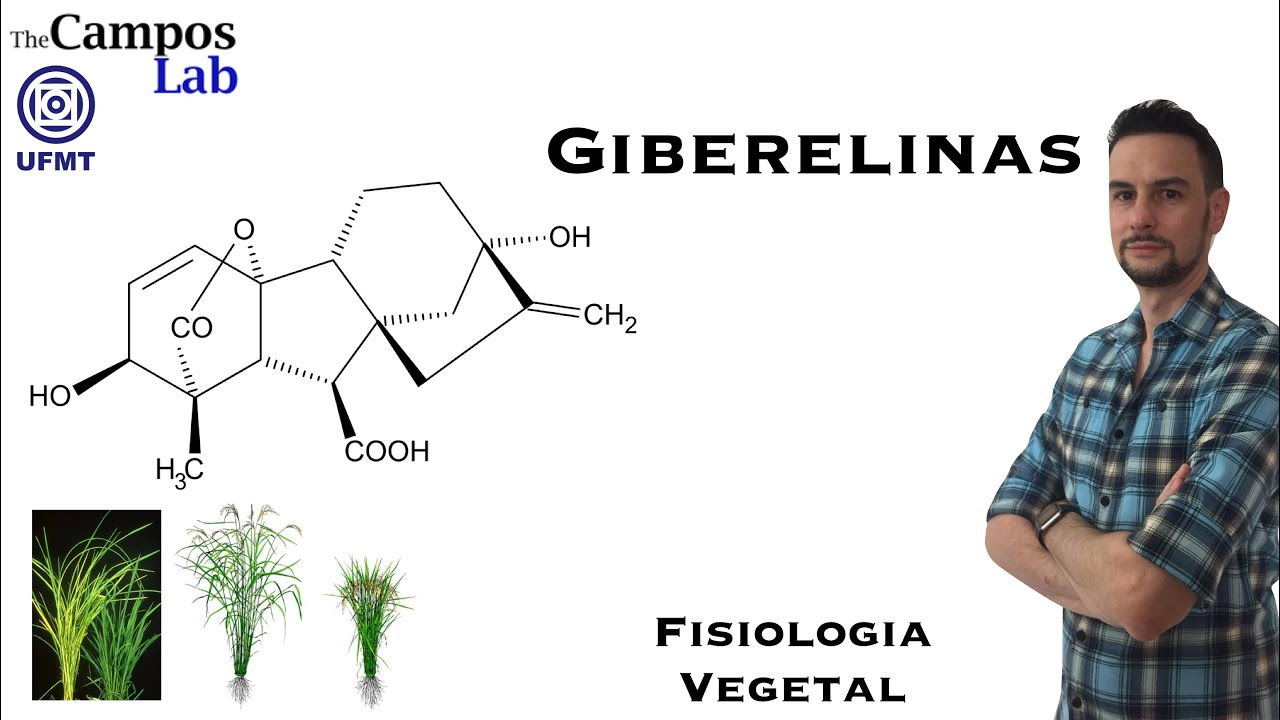Giberelinas (2/3): Funções Biológicas