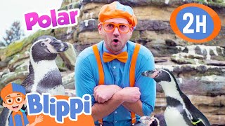 Blippi Chills with Penguins | 2 Hours of Zoo Videos for Kids