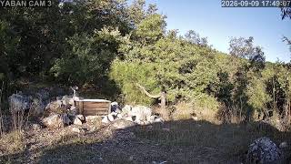 3️⃣🔴7/24 Kesintisiz Yaban Hayatından Canlı Yayın 🐾 (Türkiye'de ilk ve tek) camera Doğu2 🧭 live webcam