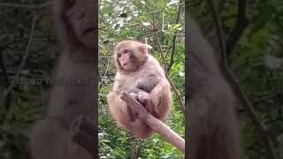 Download lagu wwkwkw guys ni video monyet ketawa mp3
