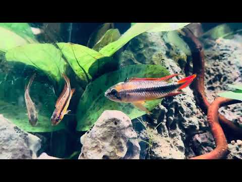 Apistogramma Agassizii - strong colors - double red
