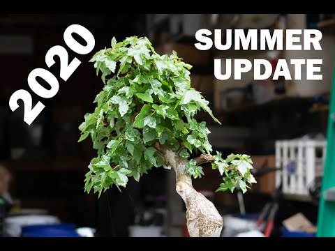 Summer Update 2020