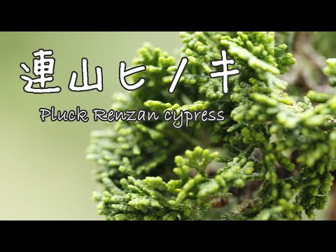 夏ヒノキ 植物
