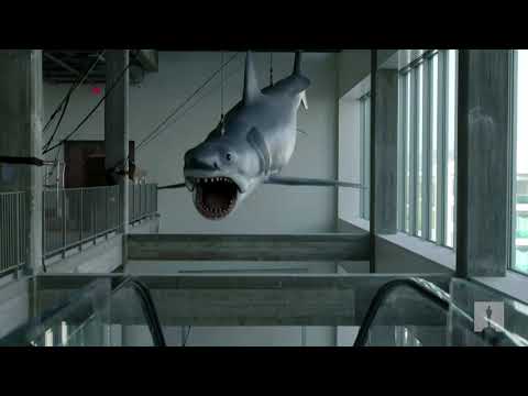 '大白鯊'的展示。 ('Jaws' shark goes on display)