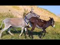 My Beautiful Donkey Vlog My Donkey My Best Friend