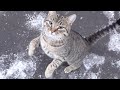 A Tabby Cat Steals Food From A Black Cat