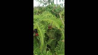 Download lagu VIRALL!!!! LAGU NOSTALGIA INDONESIA TAHUN 80an 90an || TANPA IKLAN mp3