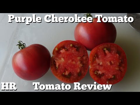 , title : '⟹ Cherokee Purple Tomato | Solanum lycopersicum | Tomato Review'